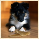 ‹‹ Une abeille vaut mieux que mille mouches ›› (Prov. français).   [Je serai adulte à l'âge de huit mois. (Sheltie.)]