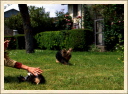 Son pote Yorkshire terrier. (Astia - Une p'tite Shetland)