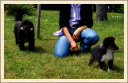 Ma copine caniche.  (Astia - Une p'tite Shetland)