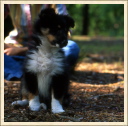 Mignonne !!  (Astia - Une p'tite Shetland)