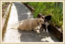 Rencontre : chat me colle. (Astia - Une p'tite Shetland)