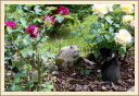 Rencontre : chat me m'embête.  (Astia - Une p'tite Shetland)