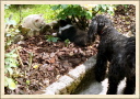 Rencontres : caniche et chat. (Astia - Une p'tite Shetland)