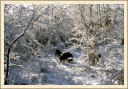 Perdue dans la neige. (Astia - Une p'tite Shetland)