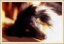 Endormie. (Astia - Une p'tite Shetland)