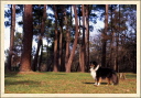 Chien shetland dans les bois. (Astia - Une p'tite Shetland)