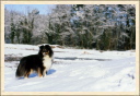 Chien shetland dans neige. (Astia - Une p'tite Shetland)