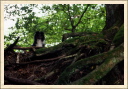 Racines pieuvres : tentative d'approche.  (Astia - Une p'tite Shetland)