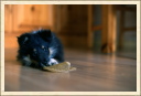 P'tite souris. (Astia - Une p'tite Shetland)