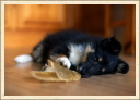P'tite souris joueuse. (Astia - Une p'tite Shetland)