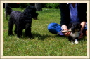 Caniche tire la langue.   (Astia - Une p'tite Shetland)