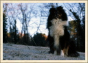 ‹‹ Que serait l'homme sans le chien ? On n'ose pas y penser. […] Il n'y aurait plus de saine distraction, plus de tranquillité, plus de police, plus de plaisanterie, plus d'amitié ›› (Alexandre Vialatte).