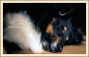 Portrait dans le sommeil. (Astia - Une p'tite Shetland)