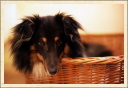 ‹‹ Le chien qui apporte sa balle pour jouer […] ce n'est pas de l'intelligence mais de la hiérarchie ›› (Jean-Pierre Vaissaire, Dr vétérinaire).